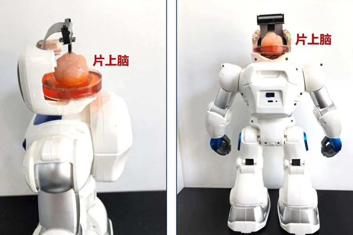 Chinese scientists have created a robot with a brain made from human stem cells.